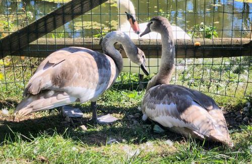 Limekiln Apartamento | Swansanctuarysuite Apt At sanctuaryoftheswan