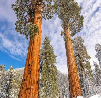 Springville Casa | Sweet getaway in private Giant Sequoia Grove!