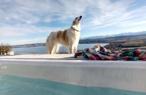 Bellerive Cama Y Desayuno | Swiss Borzoi House