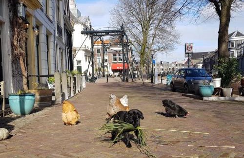 Schiedam Apartamento | 't hart van Schiedam
