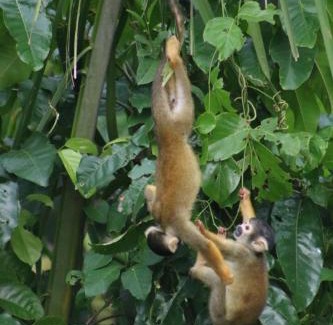 Tambopata Otro | tambobopata green