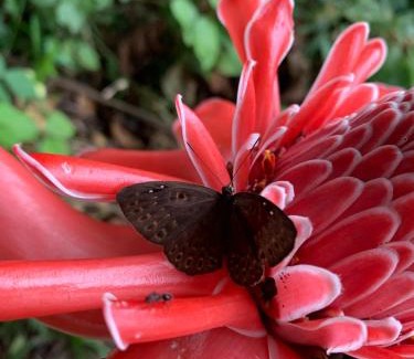 Tambopata Casa | tambopata oropendola