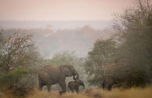 Kruger National Park Cabina | Tanda Tula Safari Camp