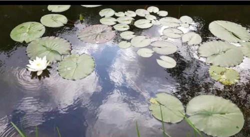 Bronwydd Casa | Tara vegetarian retreat guesthouse