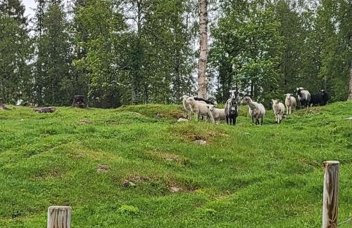 Hattfjelldal Otro | Telt 2
