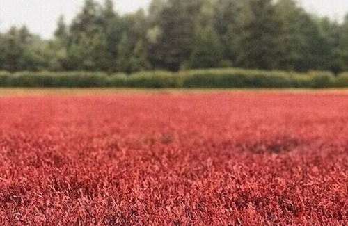 Bandon Alquiler De RV | Tentrr - Cranberry Overlook en Black Moon Farms