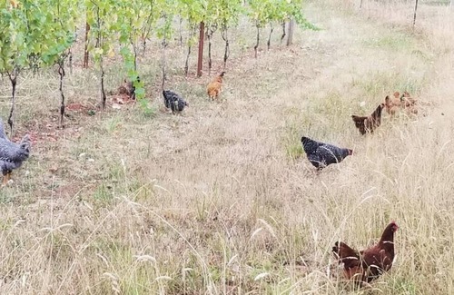 Gaston Alquiler De RV | Tentrr Signature Site - Quail Run Vineyard and Farm