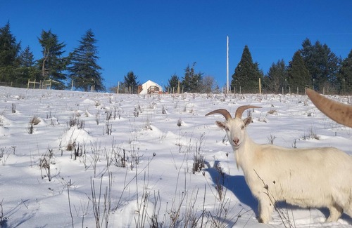 Gaston Alquiler De RV | Tentrr Signature Site - Quail Run Vineyard and Farm