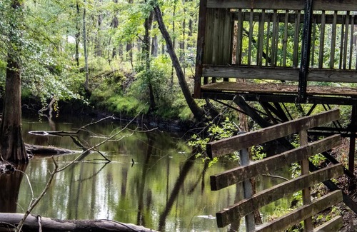 Florence Alquiler De RV | Tentrr Signature Site - The Woods at Black Creek - The Swamp Fox