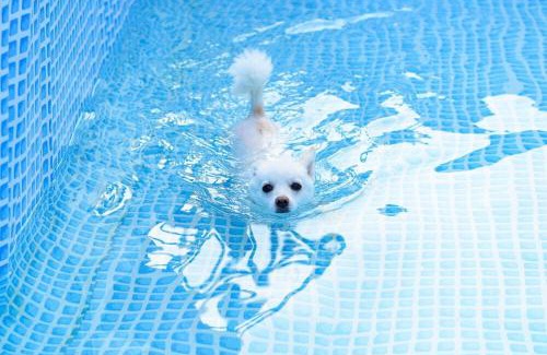 Seorak Casa | Thank you dog pet pension