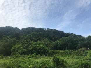Ranong Cama Y Desayuno | THANSILA Resort
