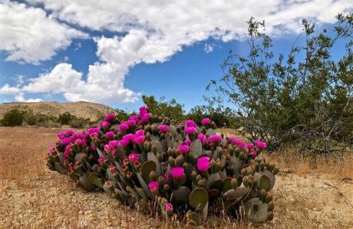 Joshua Tree Casa | The Cabin at Windy Gap
