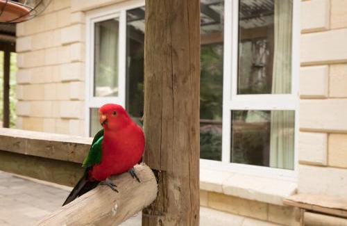 Mount Dandenong Cama Y Desayuno | The Fernglen Forest Retreat