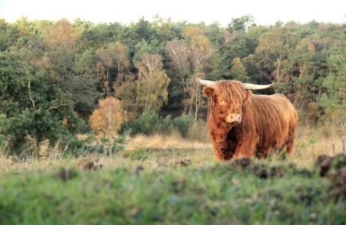 Warmenhuizen Casa | The Highlander- Stylish Hideaway near Beach & Forest Schoorl and Bergen- Dogs Welcome