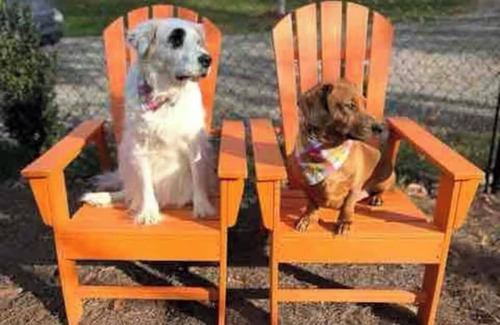 Mars Hill Casa | The Lemon Drop. 💛A Pup’s Dream Vacay!