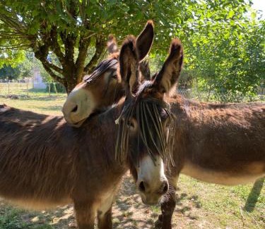Lavernat Casa | The Llama Farm France