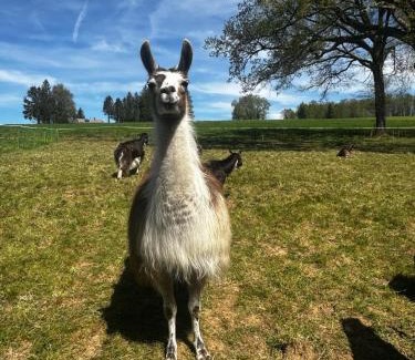 Lavernat Casa | The Llama Farm France