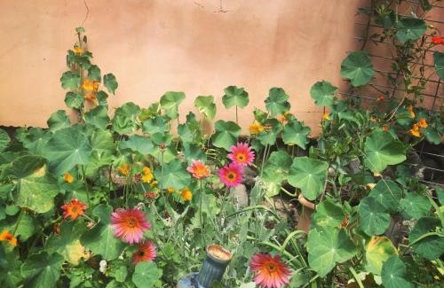 Kfar Hoshen Casa | the Meshushe