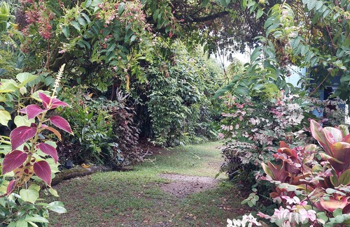 Hilo Cabaña | El Ohana Cottage está perfectamente situado cerca de todos los servicios, pero en una zona tranquila.