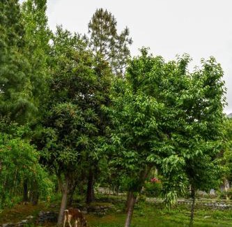 Gilgit Casa | The Pecan Resort