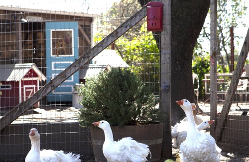 Sonoma Cabaña | The Sonoma Nest, A charming farm experience
