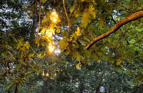 Albergaria-a-Velha Casa | The Tree House Alameda