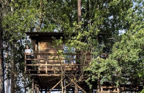 Albergaria-a-Velha Casa | The Tree House Alameda