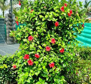 Faridabad Casa | The Trehan 56 Farm