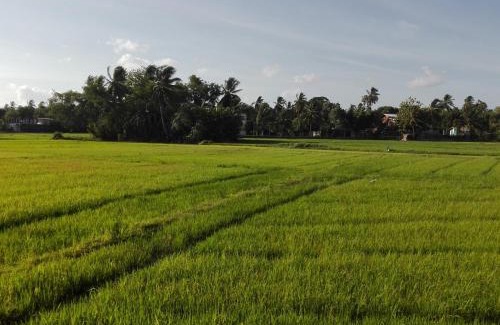 Polonnaruwa Casa | Thisara Guest House