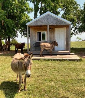 Lawton Apartamento | Tiny Cabin at the DonkeyRanch