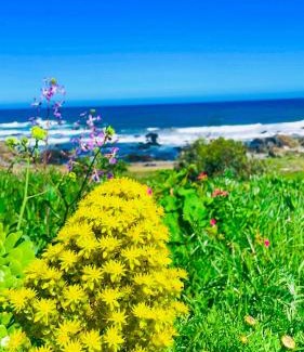 La Ligua Apartamento | tiny house frente al mar
