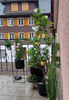 Lungern Apartamento | Tiny Timeout