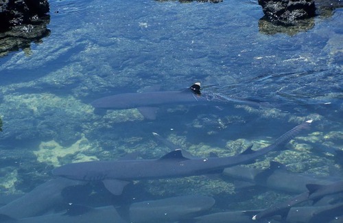 Puerto Villamil Casa | Tour to volcan, swim with sharks - Marriat #2