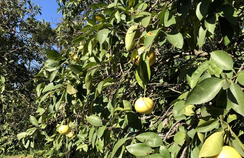 Pardes Hanna Casa | Tradicional casa de la familia israelí en un gran jardín vallado con árboles frutales