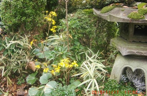 Hirakata Casa | Traditional Japanese House with beautiful garden
