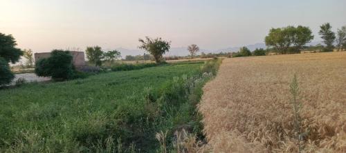Punjab Otro | Traditional Village Farm Stay Nature & Peace in desi food