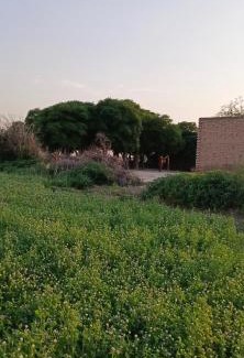 Punjab Apartamento | Traditional Village Farm Stay Nature & Peace in desi food
