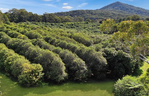 Valla Casa | Tranquil Downs , Completely unique - 5 bedroom wood and mudbrick family home with roaring fireplace