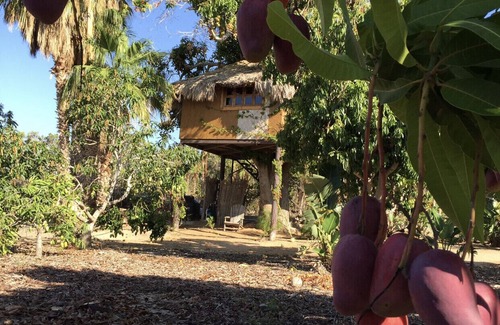Todos Santos Casa | CASA ÁRBOL ubicada en Rancho Danza del Sol
