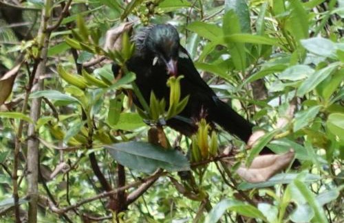 Tauranga Casa | Tropical Avocado Orchard Escape Ohauiti