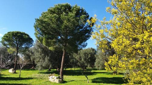Francavilla Fontana Casa | TRULLO ALLA CASINA GIUSEPPINA