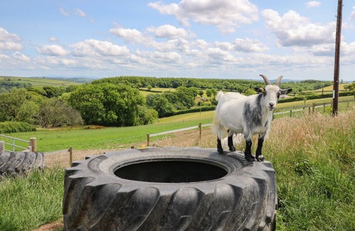 Llangynin Cabaña | TY CARIAD, pet friendly, with a garden in St Clears