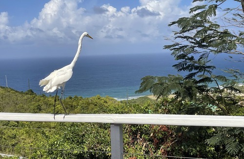 Estate Concordia East Casa | Ultimate USVI Views overlooking Caribbean & Salt River Bay Nat'l EcoPreserve