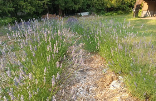 Fauquier Cabaña | Lavender Cottage Family Retreat & Garden Studio -Golf- Boat, Beach, Repeat.