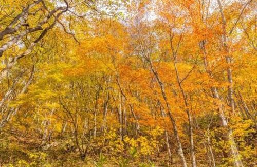 Kitashiobara Hotel | Urabandai Cranes