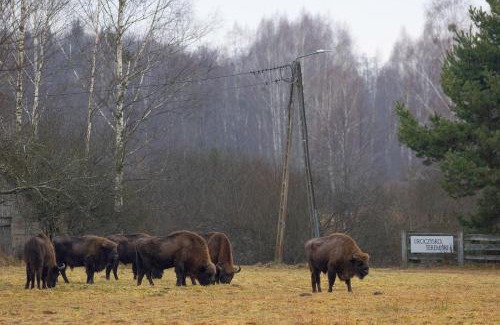 Bialowieza Casa | Uroczysko Teremiski