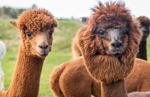 Bad Großpertholz Apartamento | Vacation apartment on the alpaca farm