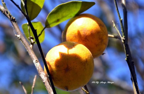 Kurseong Casa | Vamoose Orange Valley Sittong