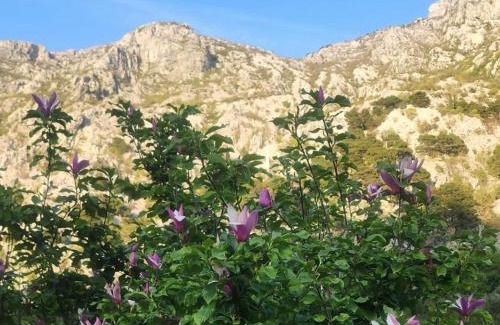 Dobrota Apartamento | "Velena" Apartmani