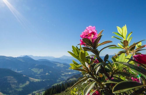 Niederau Cabaña | Vierbettzimmer, Dusche, WC - Pension Leitenhof